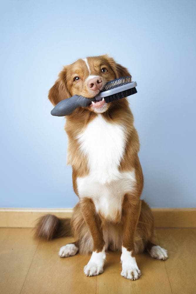 Le toilettage de votre chien à domicile : conseils et avantages