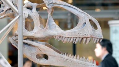 Quel dinosaure possédait 500 dents et pourquoi cela était-il avantageux ?